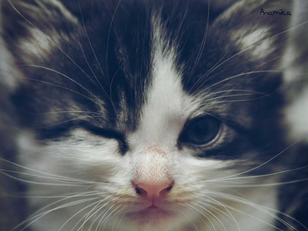 kitten cute kitty winking wink dailytag pet