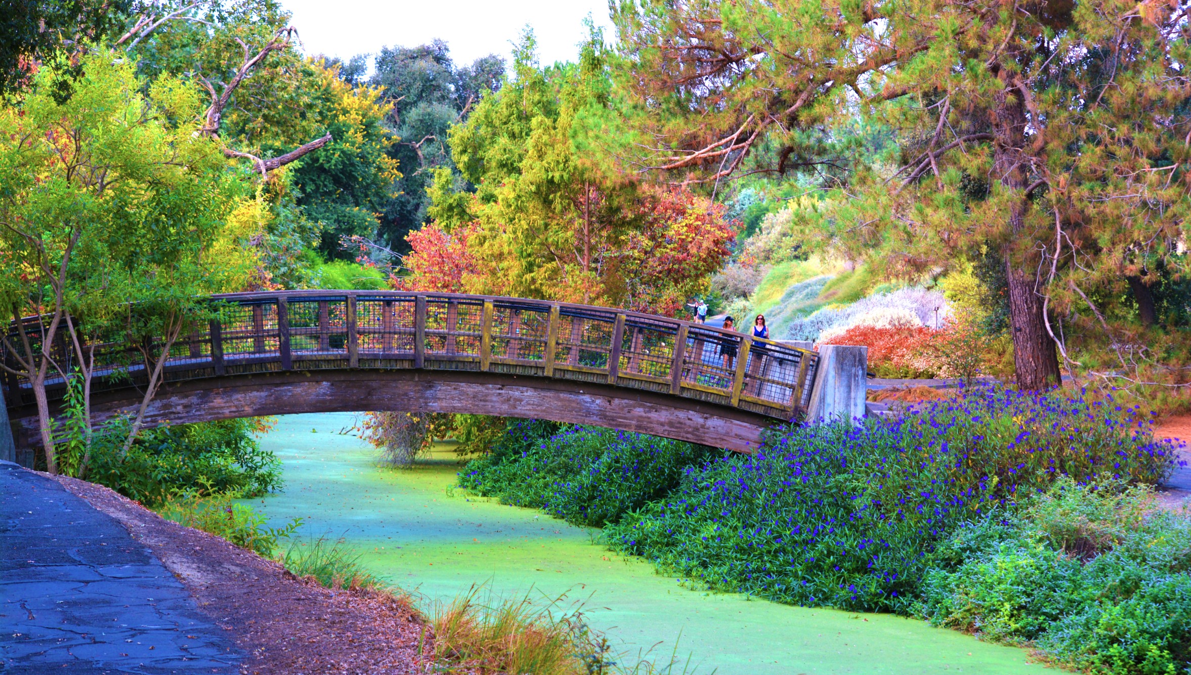 UC Davis Arboretum One Of The Most Beautiful I ve Seen 